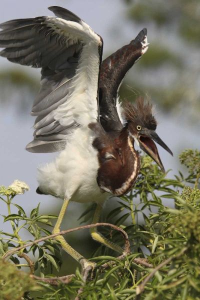 FL, Kissimmee Tricolored heron chick